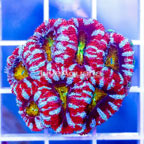 Aquacultured Corals