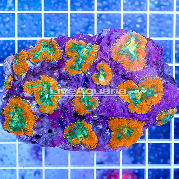 Polyp, Mushroom, and Soft Corals