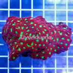LPS Corals