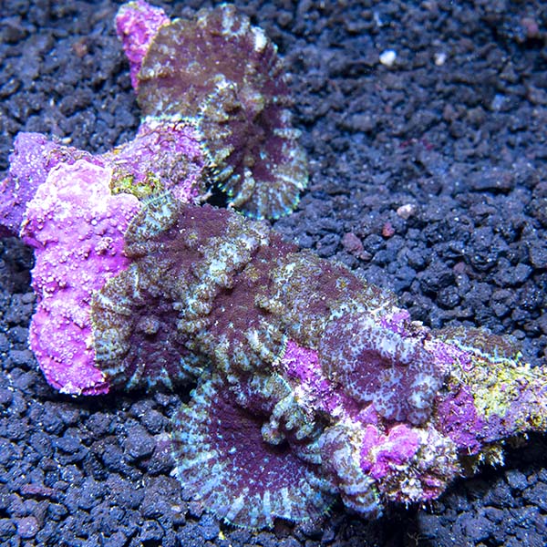 Green and Red Bullseye Rhodactis Mushroom Coral Green and Red Bullseye Rhodactis Mushroom Coral