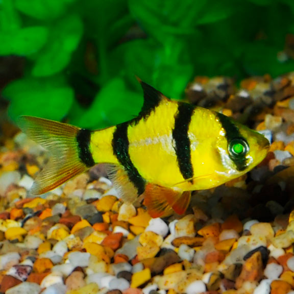 GloFish®, Sunburst Orange® Barb GloFish®, Sunburst Orange® Barb