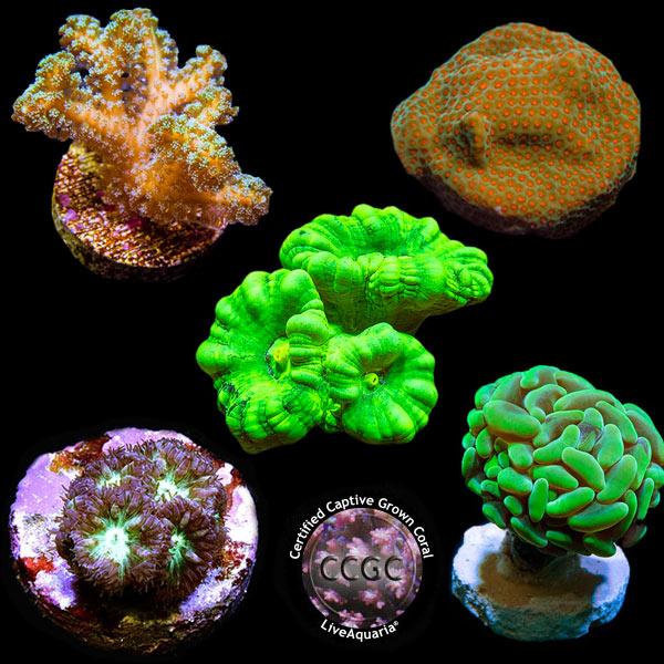 LiveAquaria® CCGC Aquacultured Coral Frag 5 Pack, Gold Edition LiveAquaria® CCGC Aquacultured Coral Frag 5 Pack, Gold Edition