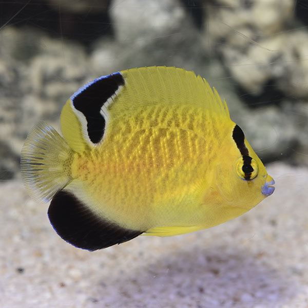Goldflake Angelfish, Juvenile Goldflake Angelfish, Juvenile