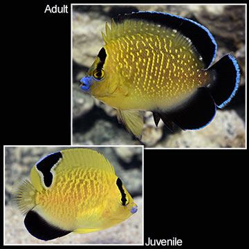 Goldflake Angelfish
