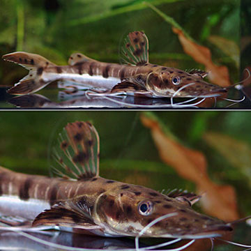 Tiger Shovelnose Catfish