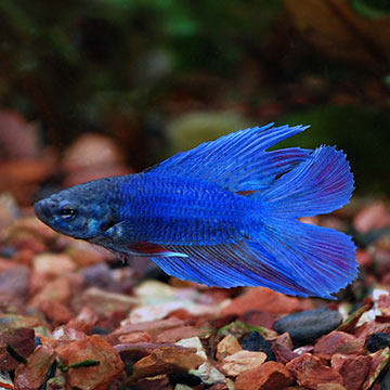 Doubletail Betta, Male