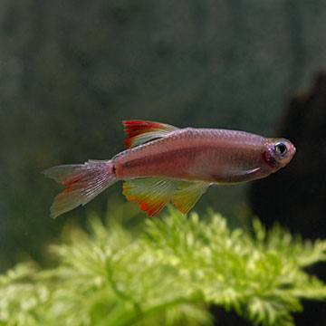 Long Fin White Cloud
