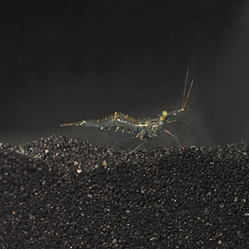 Ghost Shrimp