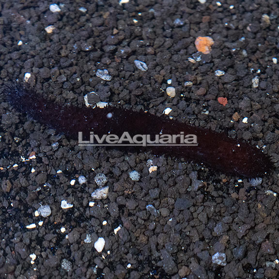 Greenfish Sea Cucumber EXPERT ONLY Greenfish Sea Cucumber EXPERT ONLY