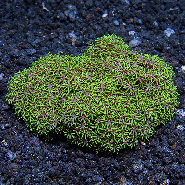 Metallic Green Starburst Polyp Metallic Green Starburst Polyp