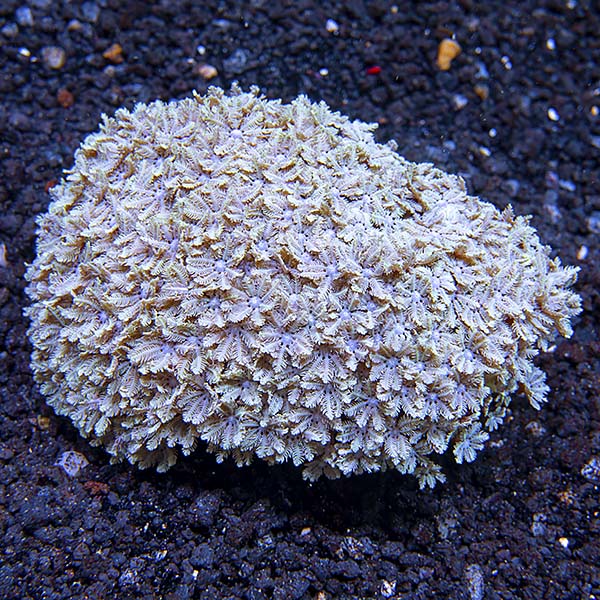 Pipe Organ Coral Pipe Organ Coral