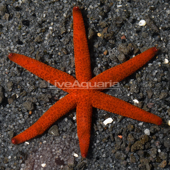 Linckia Sea Star, Red Linckia Sea Star, Red