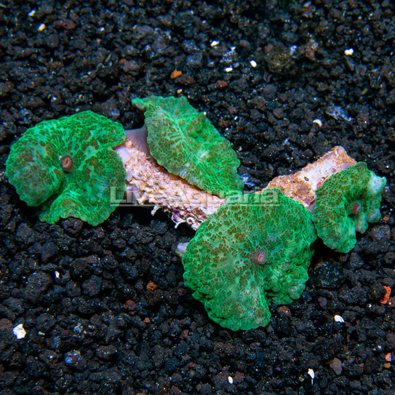 Green Mushroom Coral Green Mushroom Coral