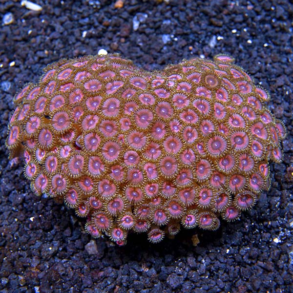 Colony Polyp, Pink Rays Colony Polyp, Pink Rays