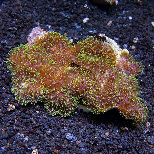 Frilly Bounced Mushroom Coral Frilly Bounced Mushroom Coral