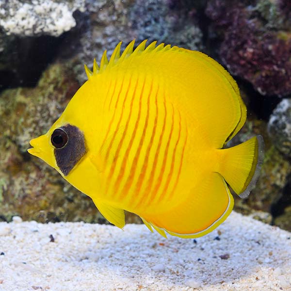 Golden Semilarvatus Butterflyfish Golden Semilarvatus Butterflyfish