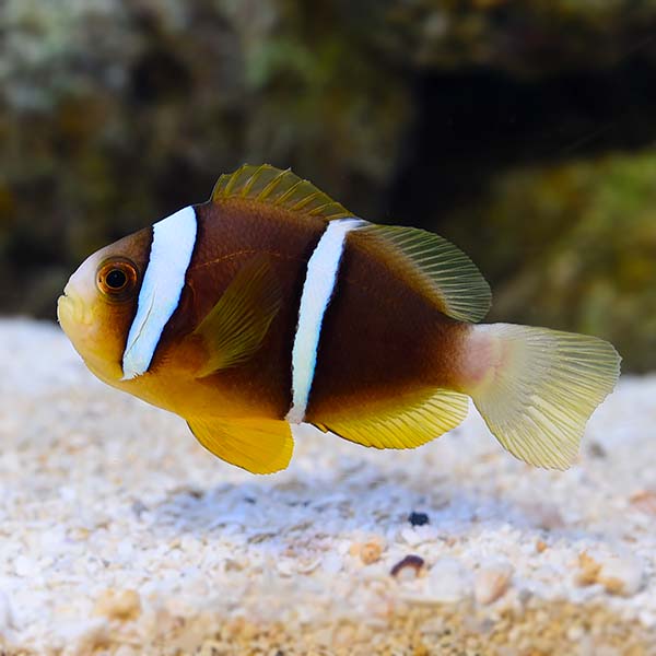 Biota Captive-Bred Blue Striped Clownfish Biota Captive-Bred Blue Striped Clownfish