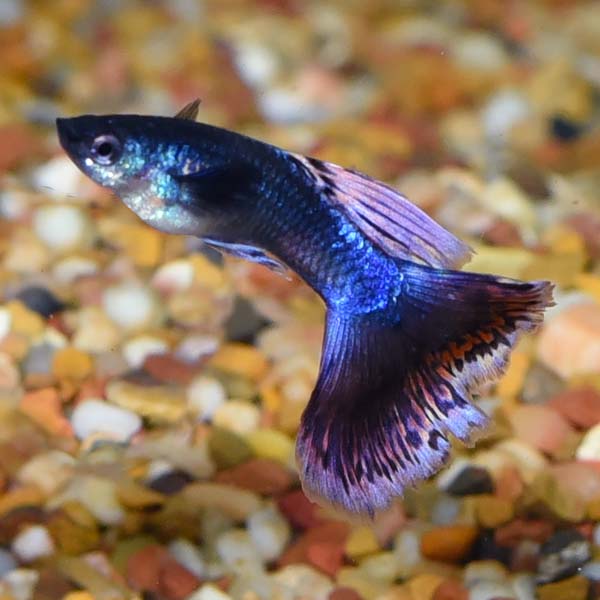 Assorted Guppy Group, Male Assorted Guppy Group, Male