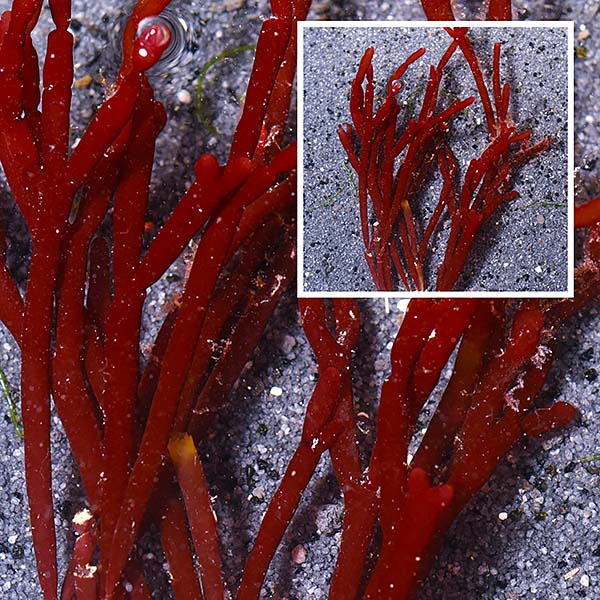 Red Bamboo Algae Red Bamboo Algae