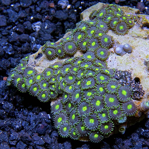 Colony Polyp, Blue & Green Colony Polyp, Blue & Green