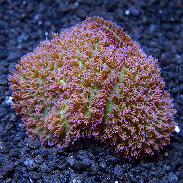 Green Hairy Mushroom Coral Green Hairy Mushroom Coral