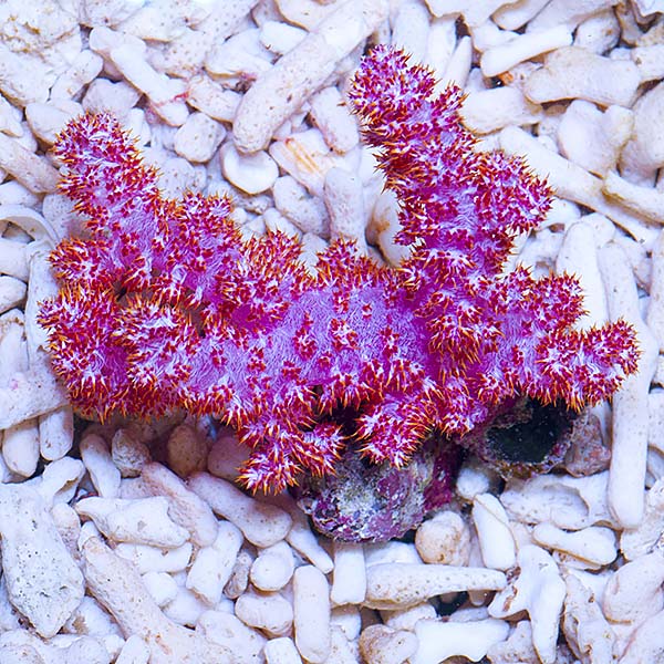 Carnation Tree Coral EXPERT ONLY Carnation Tree Coral EXPERT ONLY