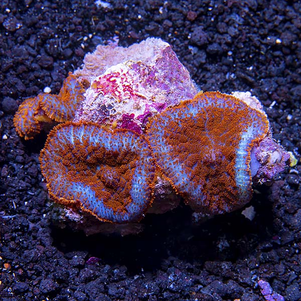 Bullseye Rhodactis Mushroom Coral, Red & Blue Superman Bullseye Rhodactis Mushroom Coral, Red & Blue Superman