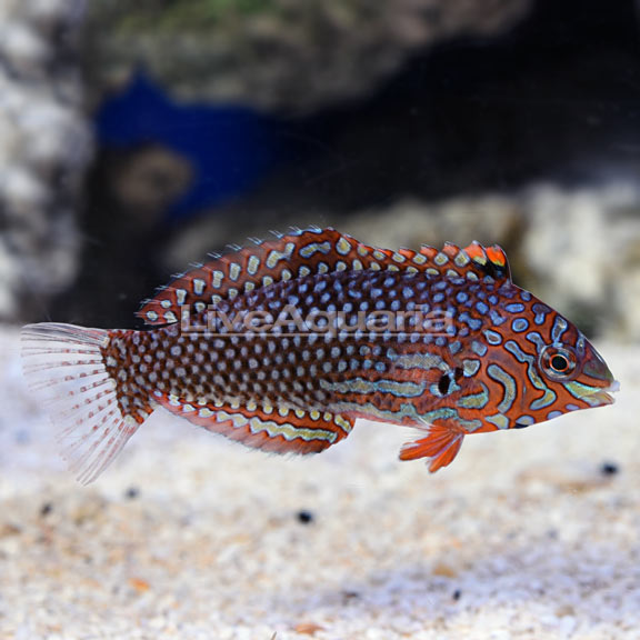 Ornate Leopard Wrasse EXPERT ONLY Ornate Leopard Wrasse EXPERT ONLY