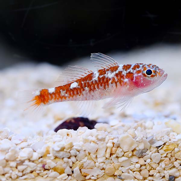 Biota Captive-Bred White Spotted Dwarf Goby Biota Captive-Bred White Spotted Dwarf Goby