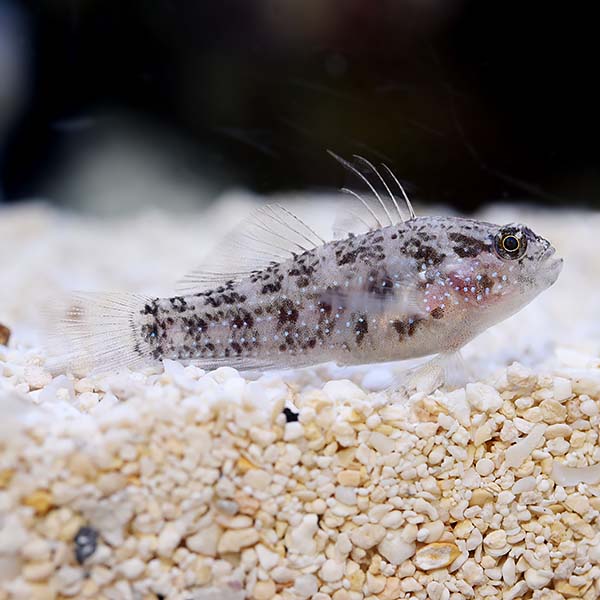 Biota Captive-Bred Starry Goby Biota Captive-Bred Starry Goby