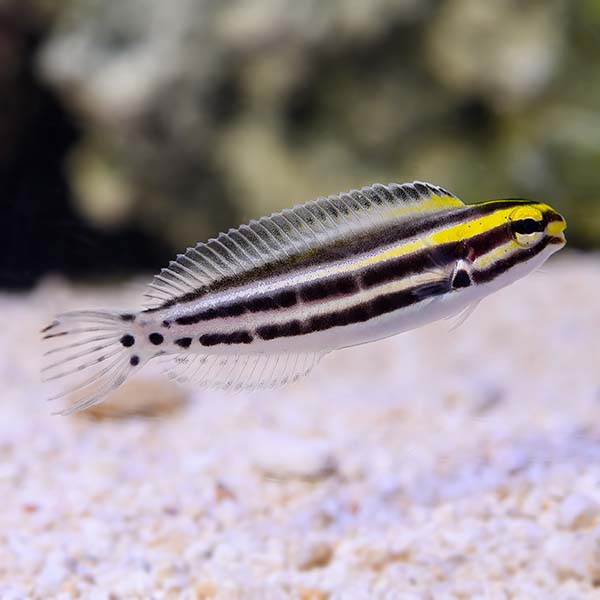 Biota Captive-Bred Striped Blenny Biota Captive-Bred Striped Blenny