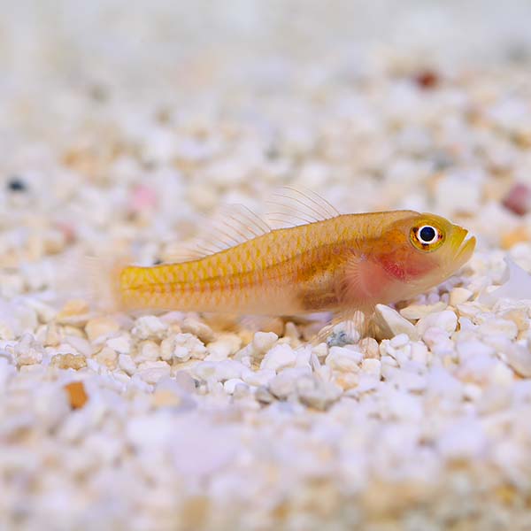 Biota Captive-Bred Yellow Trimma Goby Biota Captive-Bred Yellow Trimma Goby
