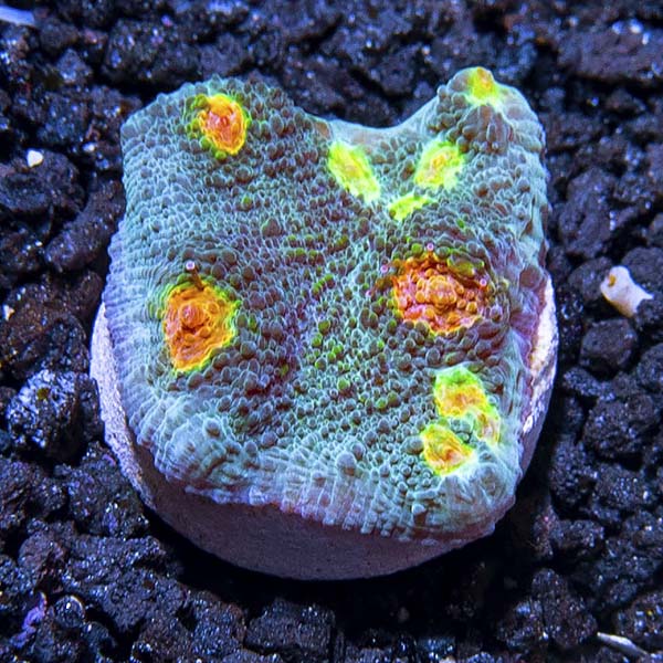LiveAquaria® CCGC Aquacultured Bomb Squad Chalice Coral LiveAquaria® CCGC Aquacultured Bomb Squad Chalice Coral