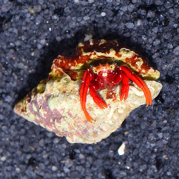 Scarlet Reef Hermit Crabs Scarlet Reef Hermit Crabs