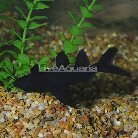 Burmese Upside Down Catfish Burmese Upside Down Catfish