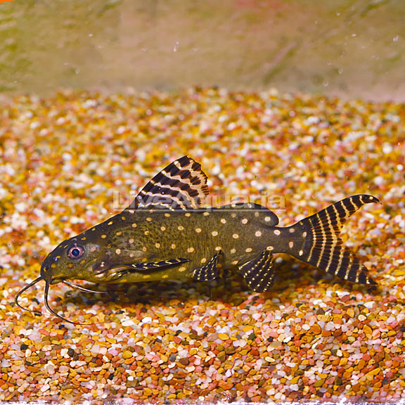 Synodontis Angelicus Catfish Synodontis Angelicus Catfish