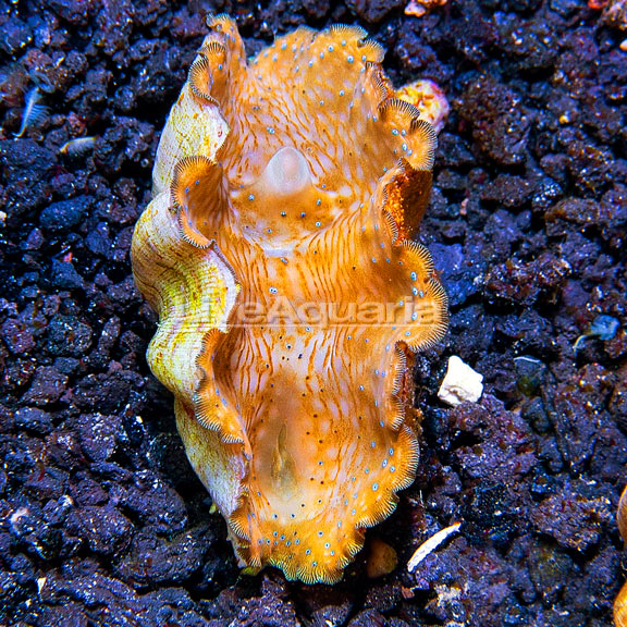 Gigas Clam, Aquacultured Gigas Clam, Aquacultured