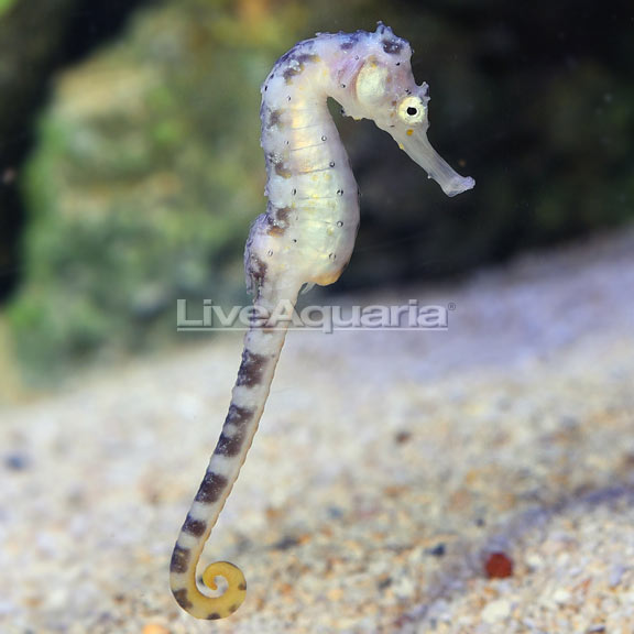 Tiger-Tail Seahorse - Captive-Bred Tiger-Tail Seahorse - Captive-Bred