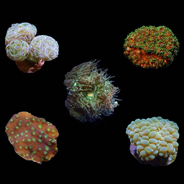 Aquacultured Assorted LPS Frag 5 Pack Aquacultured Assorted LPS Frag 5 Pack