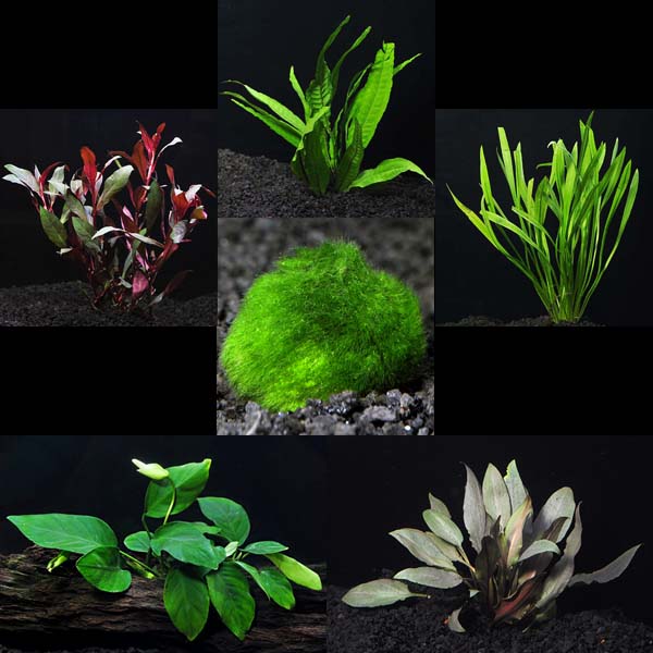 Aquatic Life Pack - 26 Gallon Freshwater Plant Aquatic Life Pack - 26 Gallon Freshwater Plant