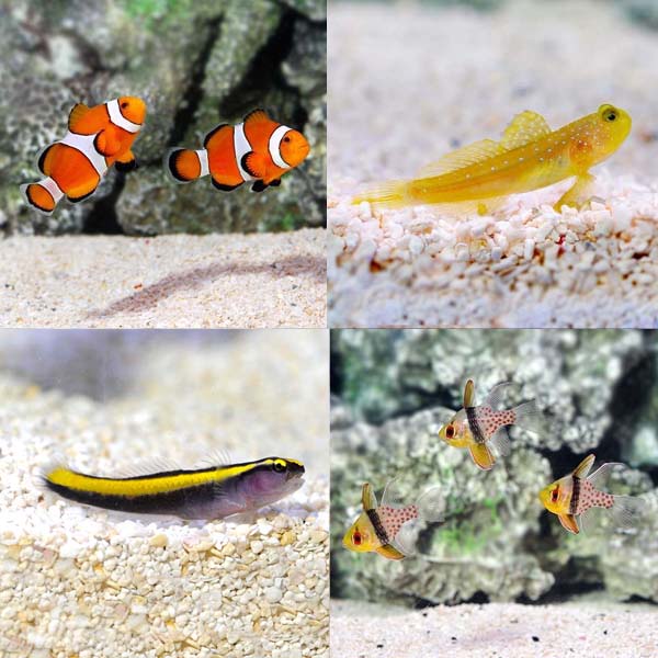 LiveAquaria® Premium Marine Fish Pack LiveAquaria® Premium Marine Fish Pack
