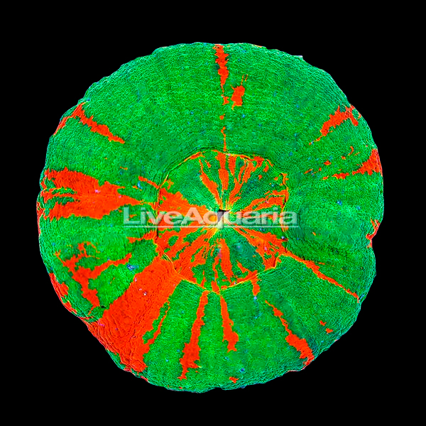 Australian Scolymia Coral, Bleeding Sour Apple Australian Scolymia Coral, Bleeding Sour Apple