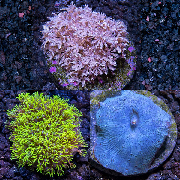 Premium Aquacultured Beginner Soft Coral Packs Premium Aquacultured Beginner Soft Coral Packs