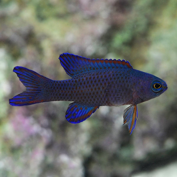 Randall’s Assessor Basslet Randall’s Assessor Basslet