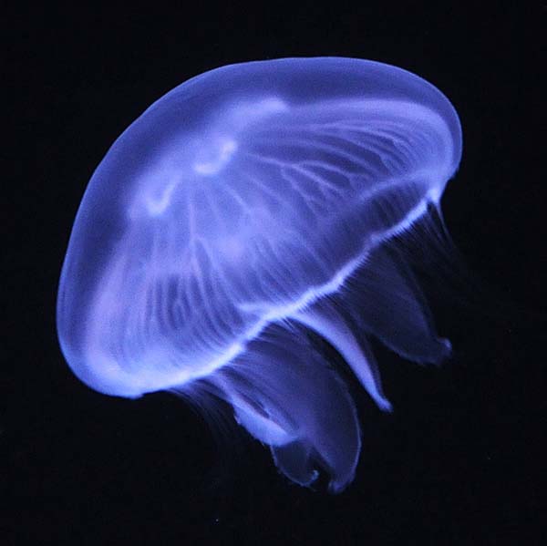 Jellyfish 3 Pack Small Jellyfish 3 Pack Small