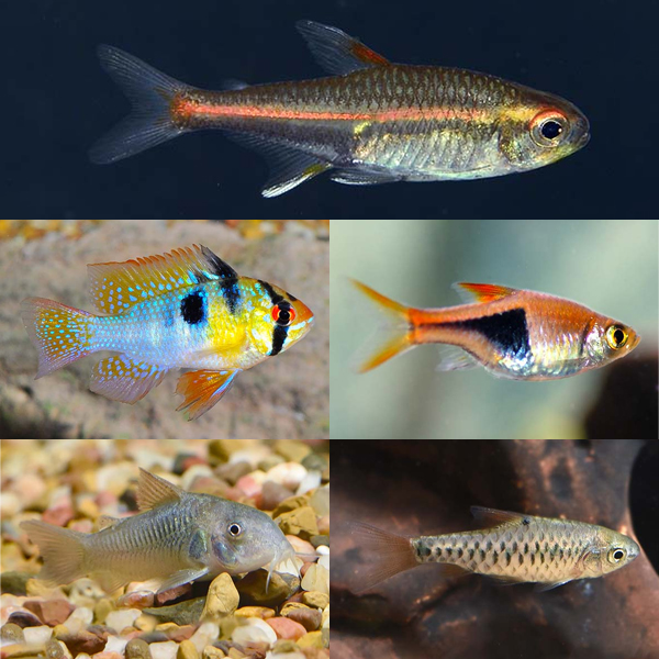 LiveAquaria® Premium Plant Safe Peaceful Freshwater Fish Packs LiveAquaria® Premium Plant Safe Peaceful Freshwater Fish Packs