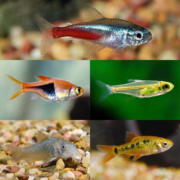 LiveAquaria® Premium Rasbora Buddy Freshwater Packs LiveAquaria® Premium Rasbora Buddy Freshwater Packs