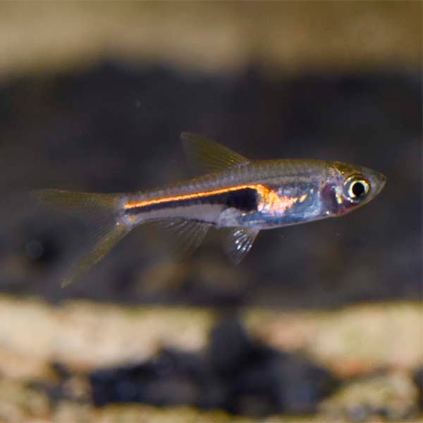 Lambchop Rasbora Lambchop Rasbora