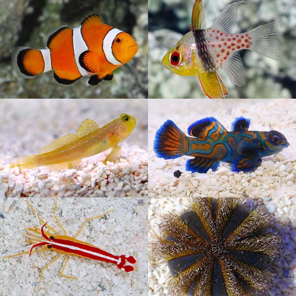 LiveAquaria® Premium Reef Safe Aquatic Life Packs LiveAquaria® Premium Reef Safe Aquatic Life Packs
