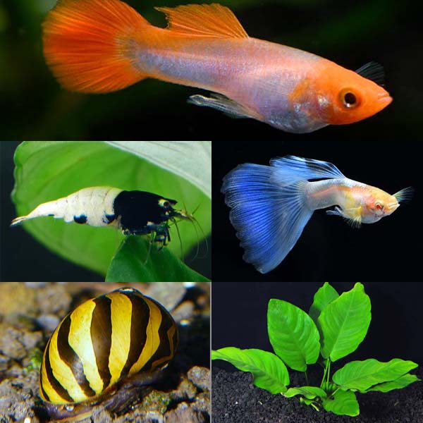 Premium Guppy Kit Premium Guppy Kit